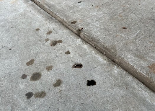 leaking primary cover Harley motorcycle